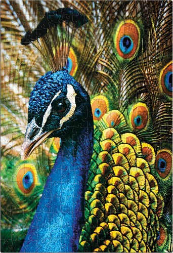 Puzzle 250 Colourful Nature 1 Peacock 5902277341990 (2).jpg